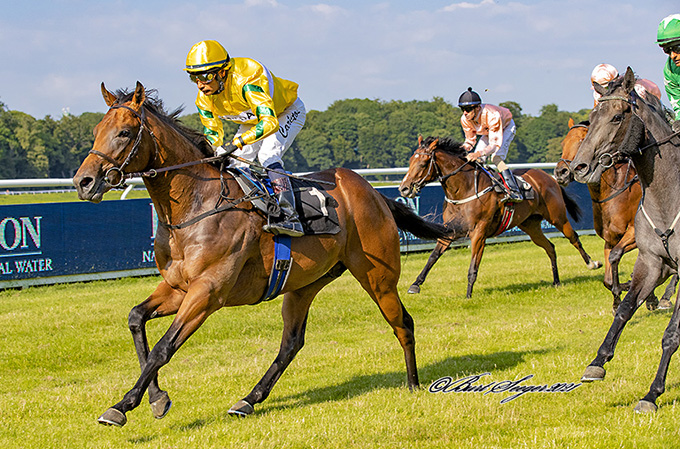 2-årige Orkanen Torkdahl, ejet af Ole Torkdahl og redet af Nicolaj Stott, sejrede i Stutteri Hjortebo Produce Stakes, det første storløb for 2-årige på Klampenborg. Stutteri Stork står bag hesten som opdrætter.  Foto Burt Seeger