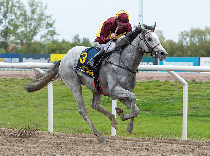 Lone Kaj-Nielsens to heste, Pjerrot (USA) og Learn By Heart (GB) på vej mod Dubai med afrejsedag den 18. dec. Foto Stefan Olsson, Svensk Galopp