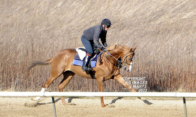 3-årige ustartede Arcturus (SWE) på vej til at kvalificere sig til den kommende sæson. Her med jockey Marcos Robaldo, 2. marts 2022. Foto: Kim Gudmand