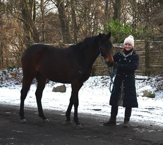 Blandt de nye i stalden ses her Stald KTAS’ Imola, fremvist af Christina Pedersen. Foto Stald KTAS