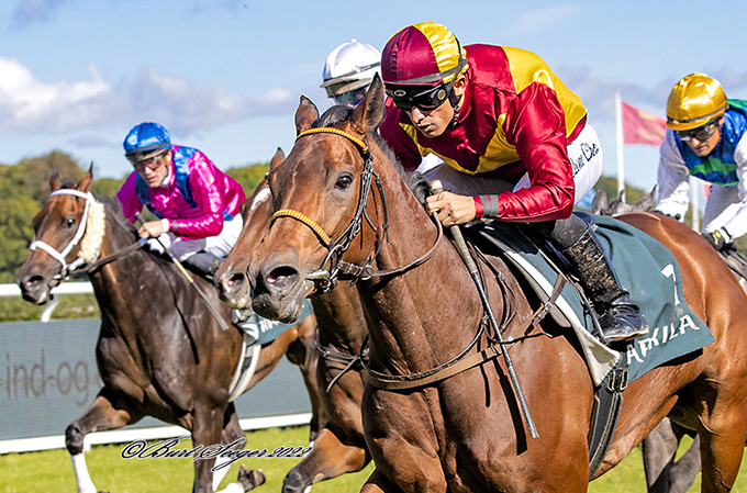 Nascetta (IRE): 29 starter: 7 sejre, 3 andenpladser, 4 tredjepladser - Hcp. 89 / OR 98. Foto Burt Seeger
