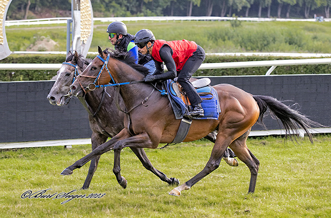 Nærmest kameraet ser vi Bull's Eye med Elione Chaves. Inderst Harlekin med Maikel Narvaez Bravo på ryggen. Foto Burt Seeger