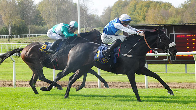 Irish Fire (IRE) opnåede en flot andenplads i Svenskt St. Leger, redet af jockey Elione Chaves. Foto Svenskt Galopp