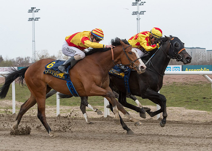 3-årige King Of (IRE) aflægger sin maidentitel, Jägersro, 16. april 2023. Foto Stefan Olsson, Svensk Galopp