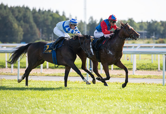 2-årige King Of Ten (IRE) med jockey Elione Chaves på vej mod sejr i 
	Svealandlópning på Bro Park, 17. september 2023. Elina Björklund / Svensk Galopp