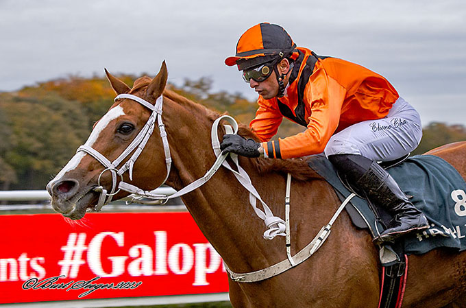 Miss Twenty og jockey Elione Chaves på vej mod sejr 28. oktober, 2023. Foto Burt Seeger
