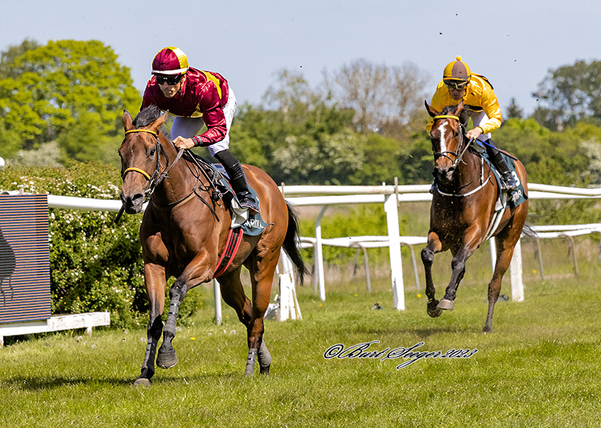 6-årige Nascetta er i en klasse for sig, når hun stiller op til kamp. Her som vinder af et hoppeløb på Klampenborg, 20. maj 2023, redet af jockey Elione Chaves. Foto Burg Seeger