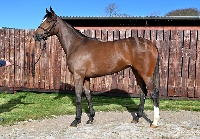 Lone Kaj's fine 2-årige hoppe efter Hard Spun (USA), købt på Goffs Breeze-up auktion i Dubai.
		Foto: Goffs.