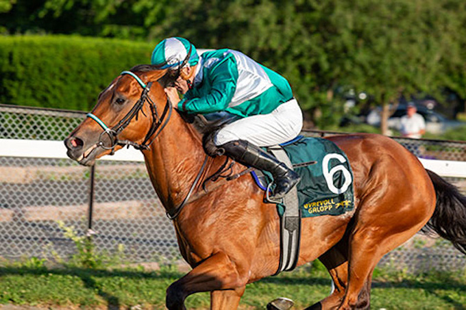 Billedet viser Nuevo Estrella (IRE) med jockey Oliver Wilson på Øvrevoll Galoppbane 24. juni 2023,  øjeblikke før den klassiske sejr i Norsk 2000 Guineas er i hus. Foto fra Øvrevoll galoppbane