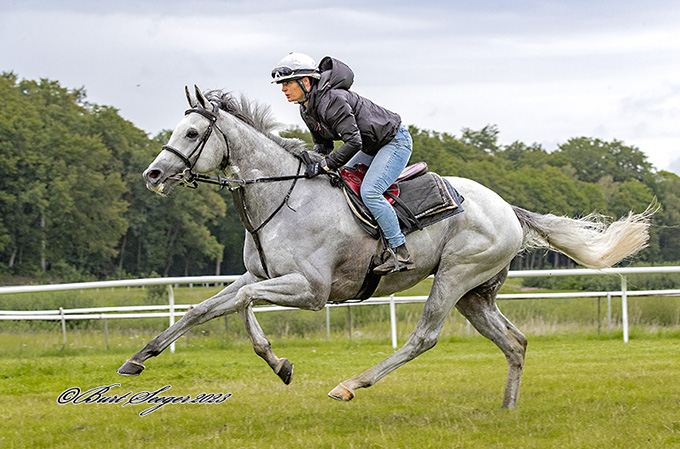 Pjerrot kan opleves i Zawawi Sprint Cup, her under morgengaloppen redet af Christina Pedersen. Foto Burt Seeger