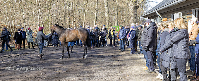Stemningsbillede fra Staldrundgang 2023 hos Bent Olsen, Klampenborg. Foto burt seeger