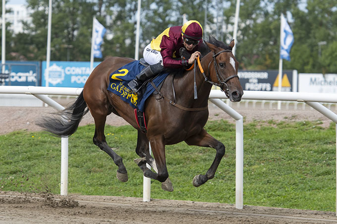 2-årige Troja (USA), ejet af Lone Kaj-Nielsen, i ensom majestæt på vej mod sejr i Stig Holms Pokal, redet af jockey Elione Chaves, Jägersro, 13. sep. 2013. Foto Stefan Olsson, Svensk Galopp