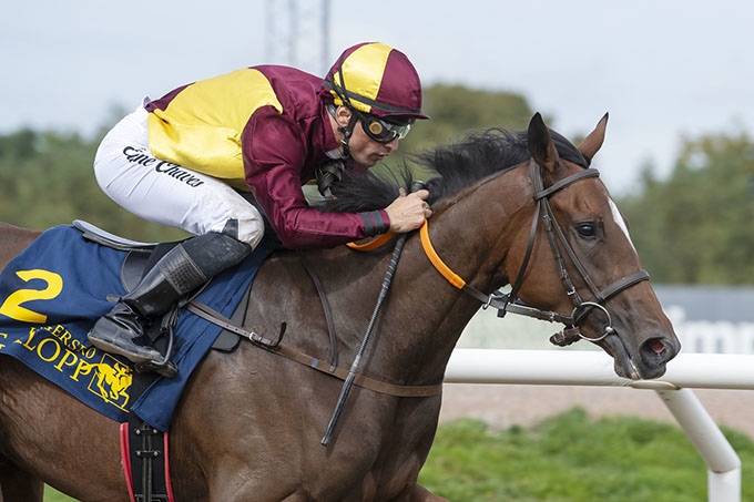 Smukke Troja (USA), close-up, Jägersro 13. sep. 2023. Foto Stefan Olsson, Svensk Galopp