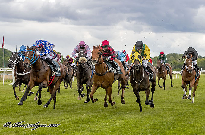 Camar med jockey Angel Alekov Yuliyanov choksejrer foran 14 modstandere i et Hcp. Kl. 3 løb, 24. maj 2025. Foto Burt Seeger 