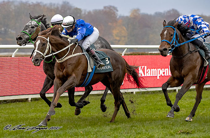 4-årige Glory Of Lancome beviser her, at vallakken kan andet end at se godt ud, redet til sejr af jockey Rebecca Stålhandske, på finaledag, Klampenborg 8 nov. 2025. Foto Burt Seeger