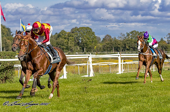 4-årige Great Wish (IRE) viser igen sin formidable styrke, denne gang med sejr i Racing Bowl, sponsoreret af 
	Racing Club Klampenborg. Foto Burt Seeger 