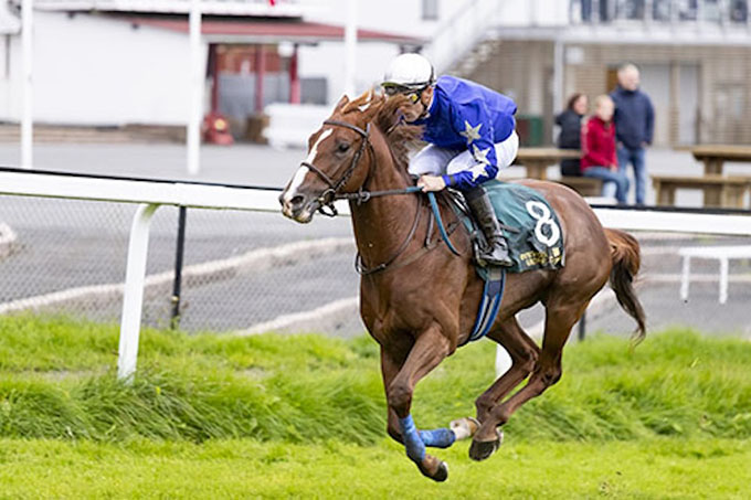 No Surrender med jockey Oliver Wilson på Øvrevoll før Breeders Prize Sprint sejr, søndag den 28. sep. 2025. Foto hesteguiden.com