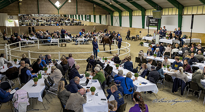 Bent Olsen står til rådighed for gode råd, køb og vejledning på Scandinavian Open Yearling Sale 19. sep. 2025. Arkivfoto Burt Seeger
