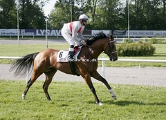 Reggae Dancer (IRE)