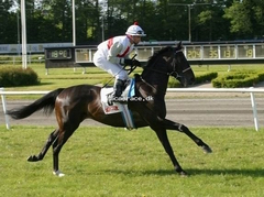 Smokey Storm (GB)